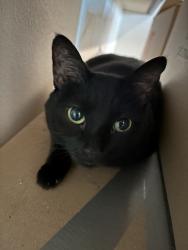 Lost Female Cat last seen Foothill and archibald, Rancho Cucamonga, CA 91730