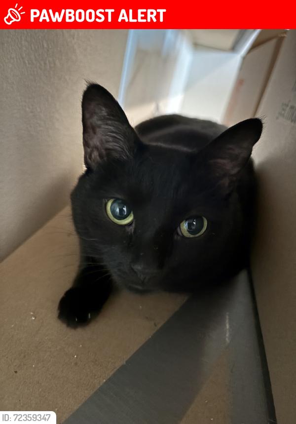 Lost Female Cat last seen Foothill and archibald, Rancho Cucamonga, CA 91730