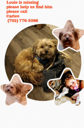 Lost Male Dog last seen Prosperity park area, Spring Valley, NV 89147
