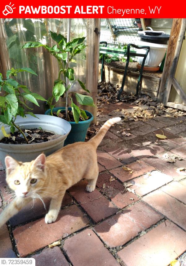 Lost Female Cat last seen 9th St and Carey Av, Optimist Park, Cheyenne, WY 82007