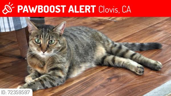 Lost Female Cat last seen Peach ave and Ashlan, Clovis, CA 93612