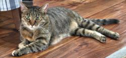 Lost Female Cat last seen Peach ave and Ashlan, Clovis, CA 93612