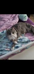 Lost Male Cat last seen 52nd Ave and Hearn Rd, Glendale, AZ 85306