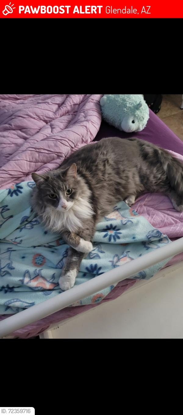 Lost Male Cat last seen 52nd Ave and Hearn Rd, Glendale, AZ 85306