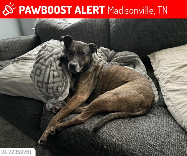 Lost Female Dog last seen Ballplay & Federal Rd intersection , Madisonville, TN 37354