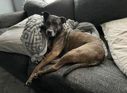 Lost Female Dog last seen Ballplay & Federal Rd intersection , Madisonville, TN 37354