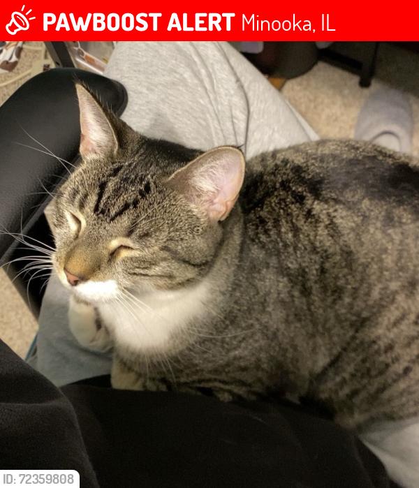 Lost Female Cat last seen Wildy Rd, west of the Summerfield subdivision, Minooka, IL 60447