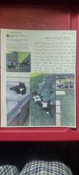 Lost Female Cat last seen Alden St and Jericho Rd, Battle Creek, MI 49014