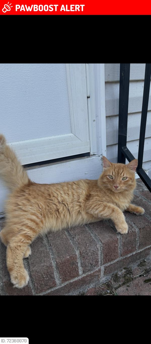 Lost Male Cat last seen Southgate Drive near Shiloh Road, Johnston County, NC 27529