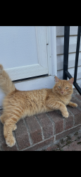 Lost Male Cat last seen Southgate Drive near Shiloh Road, Johnston County, NC 27529
