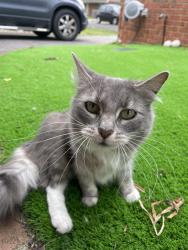 Lost Female Cat last seen Lockwood Drive, Roxburgh Park, VIC 3064