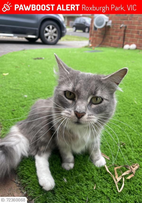 Lost Female Cat last seen Lockwood Drive, Roxburgh Park, VIC 3064