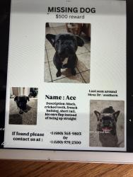 Lost Male Dog last seen Mesa Dr, Mesa, AZ 85204