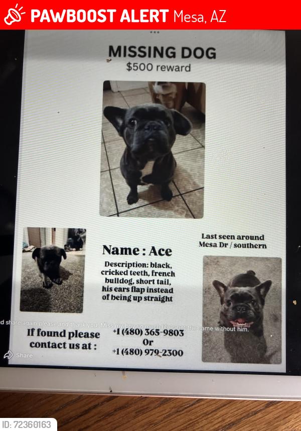 Lost Male Dog last seen Mesa Dr, Mesa, AZ 85204