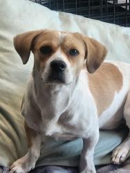 Reunited Male Dog last seen 37th ave & Rovey Ave, Phoenix, AZ 85019