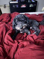 Lost Male Dog last seen Off of Saint George and galaxie , Garland, TX 75044