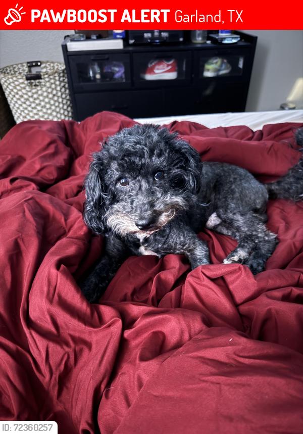 Lost Male Dog last seen Off of Saint George and galaxie , Garland, TX 75044