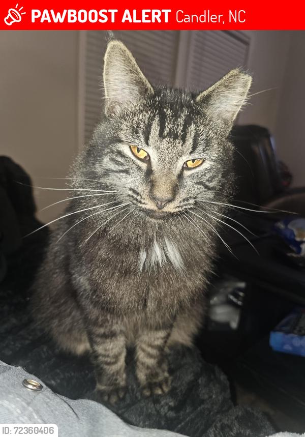 Lost Female Cat last seen , Candler, NC 28715