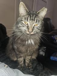 Lost Female Cat last seen , Candler, NC 28715