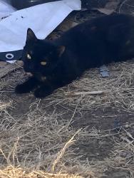 Lost Female Cat last seen Kannely Lane and church, Gilroy, CA 95020