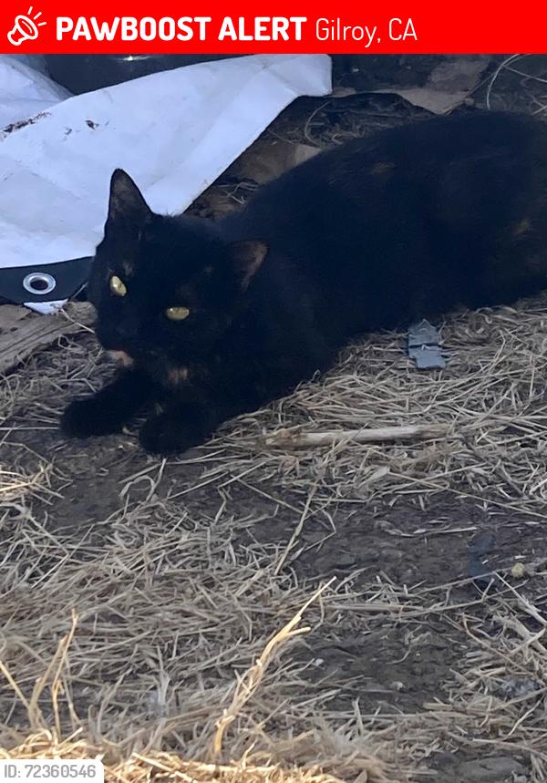 Lost Female Cat last seen Kannely Lane and church, Gilroy, CA 95020
