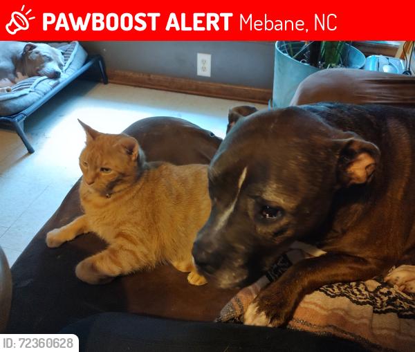 Lost Female Dog last seen Preacher Hayes & Baker Farm Rd, Mebane, NC 27302