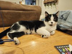 Lost Male Cat last seen Arlington and 56th, Indianapolis, IN 46226