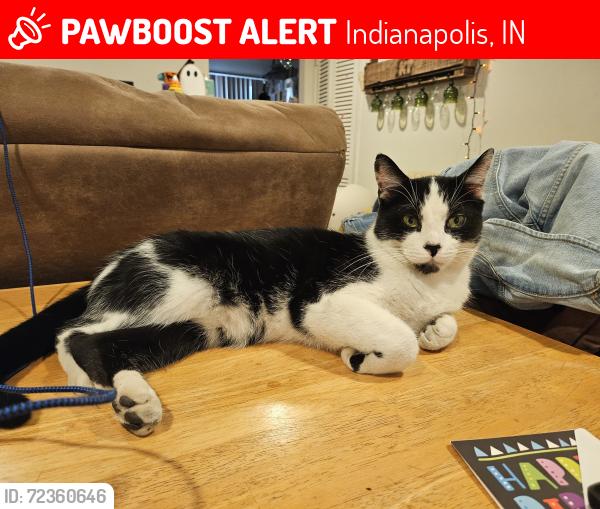 Lost Male Cat last seen Arlington and 56th, Indianapolis, IN 46226