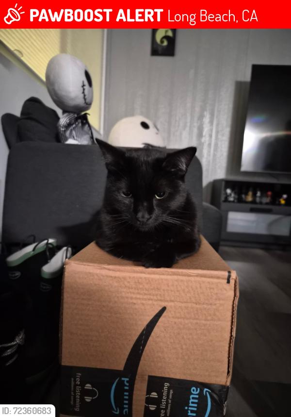 Lost Male Cat last seen 32nd way, Long Beach, CA 90810