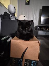 Lost Male Cat last seen 32nd way, Long Beach, CA 90810