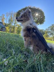 Lost Male Dog last seen Makena ct rural hall, Rural Hall, NC 27045