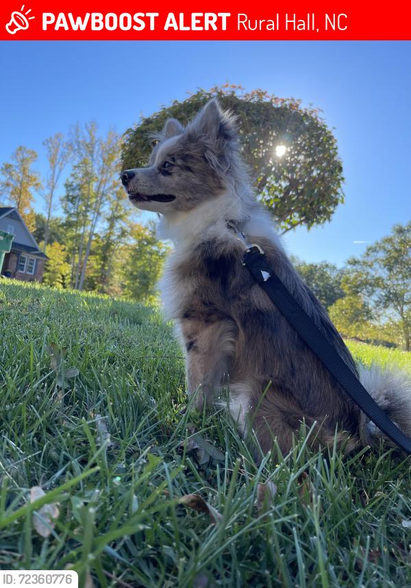 Lost Male Dog last seen Makena ct rural hall, Rural Hall, NC 27045