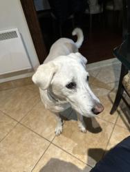 Lost Male Dog last seen Near Boul Gouin O Montréal QC H4K 1B5 Canada, Montréal, QC H4K 1V2