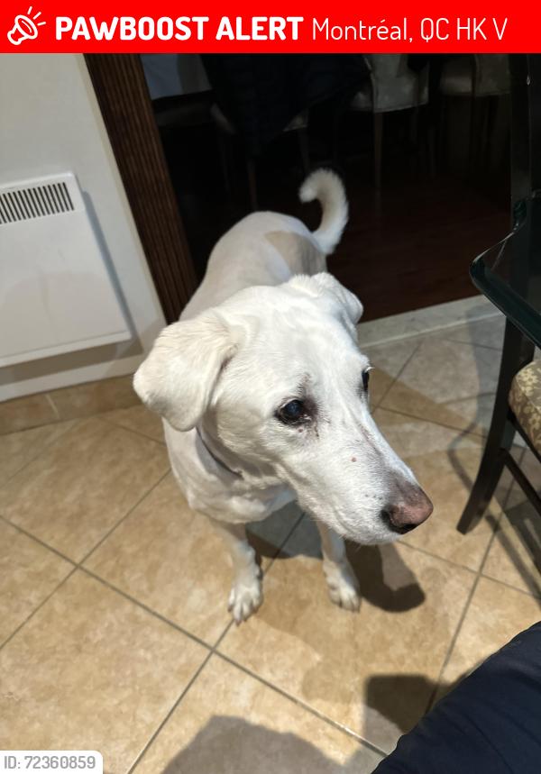 Lost Male Dog last seen Near Boul Gouin O Montréal QC H4K 1B5 Canada, Montréal, QC H4K 1V2