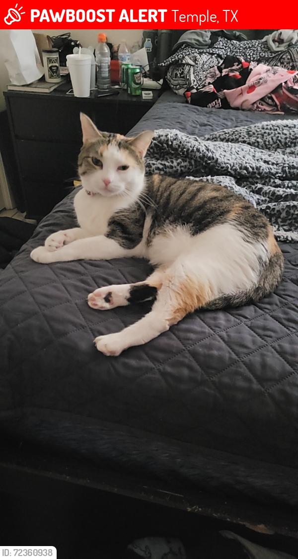Lost Female Cat last seen 31st Street next to Valero Gas station , Temple, TX 76502