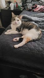Lost Female Cat last seen 31st Street next to Valero Gas station , Temple, TX 76502