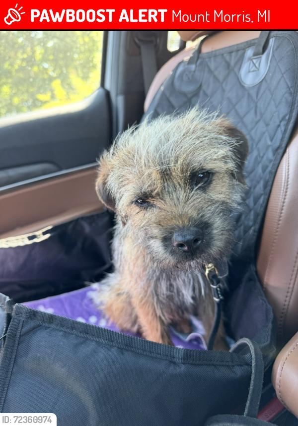 Lost Male Dog last seen Stanley and bray, Mount Morris, MI 48458