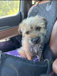Lost Male Dog last seen Stanley and bray, Mount Morris, MI 48458