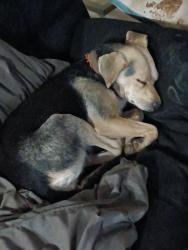 Lost Female Dog last seen East Georgia road and road 50, Woodruff, SC 29388