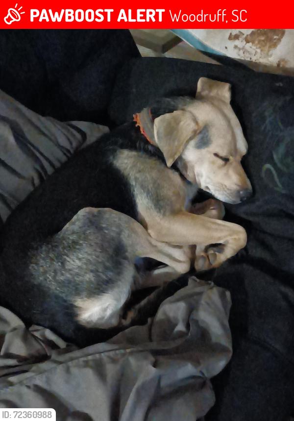 Lost Female Dog last seen East Georgia road and road 50, Woodruff, SC 29388