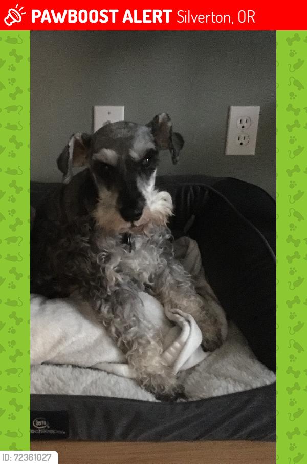 Lost Male Dog last seen Ike Mooney & Pioneer Dr, Silverton, OR 97381