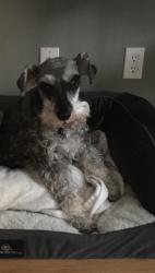 Lost Male Dog last seen Ike Mooney & Pioneer Dr, Silverton, OR 97381