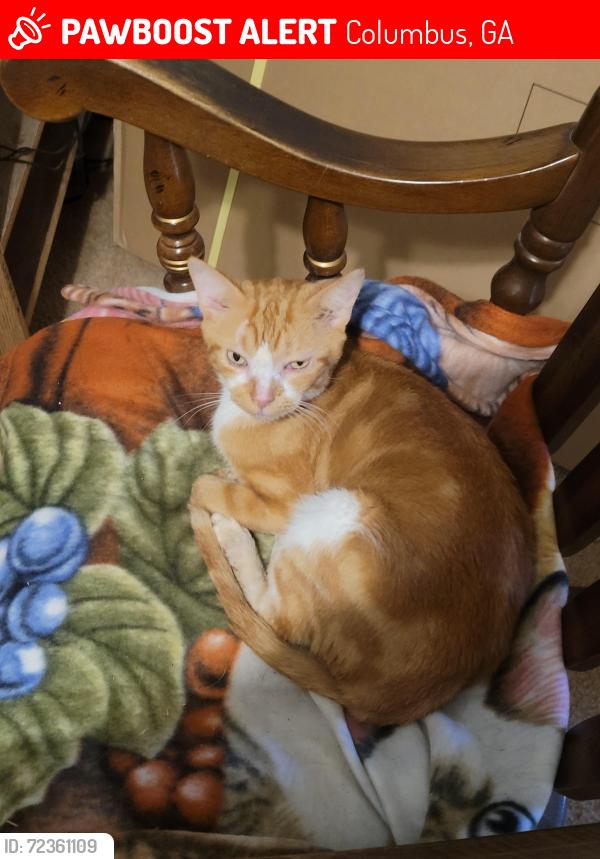 Lost Male Cat last seen Horner Drive, Columbus, GA 31909