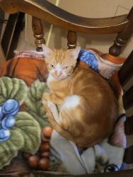 Lost Male Cat last seen Horner Drive, Columbus, GA 31909
