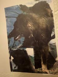 Lost Male Dog last seen Livers lane, University Park, TX 75205