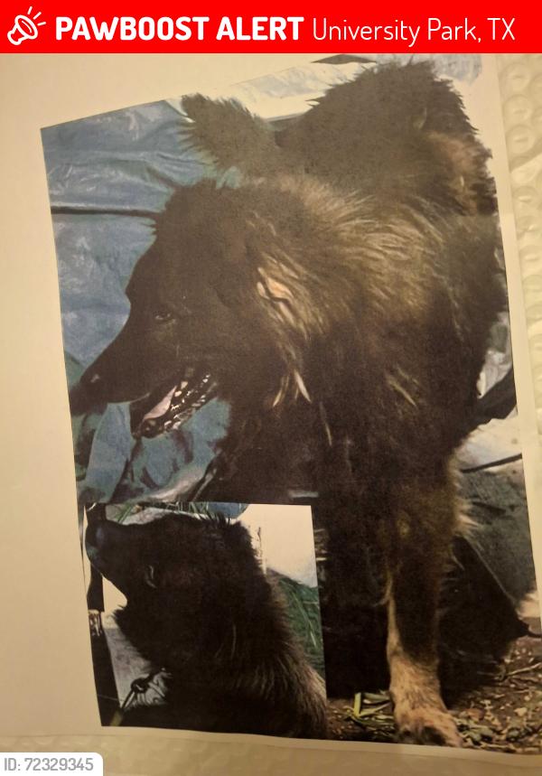 Lost Male Dog last seen Livers lane, University Park, TX 75205