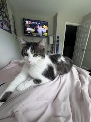 Lost Male Cat last seen brookstone rd, Atlanta, GA 30349
