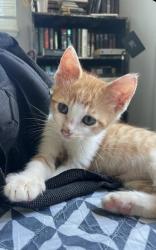 Lost Male Cat last seen Conant/Rumble, Modesto, CA 95350