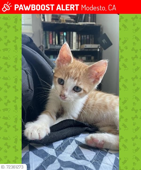 Lost Male Cat last seen Conant/Rumble, Modesto, CA 95350