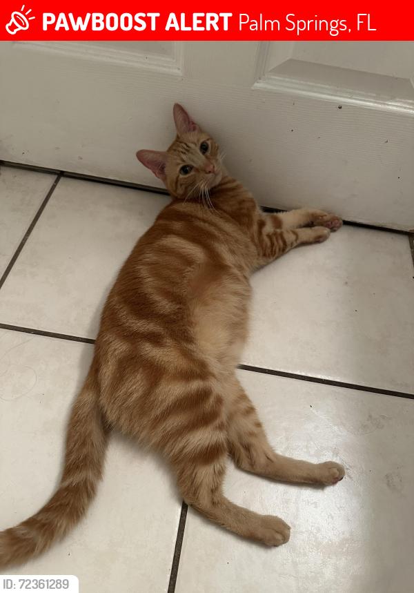Lost Male Cat last seen Foxridge street , Palm Springs, FL 33461